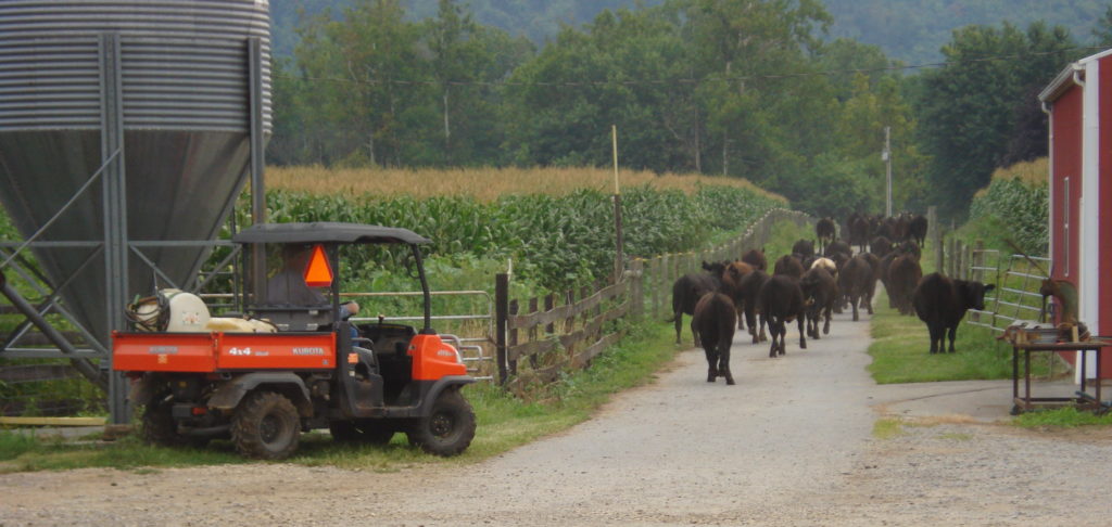 Farmer in a buggy corralling cattle