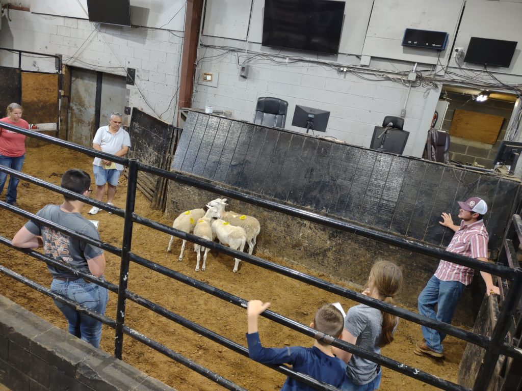 Group of 6 students looking at 4 white sheep in a pin at 4-H Livestock Judging